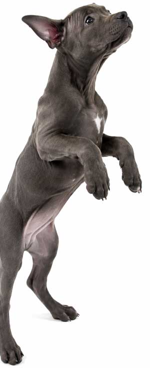 pup-jumping-cut-off-body-300new pup-jumping-cut-off-body-300new
