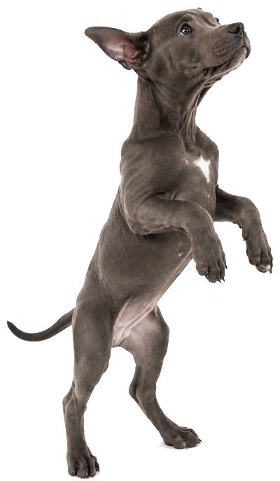 Heart Worm Prevention