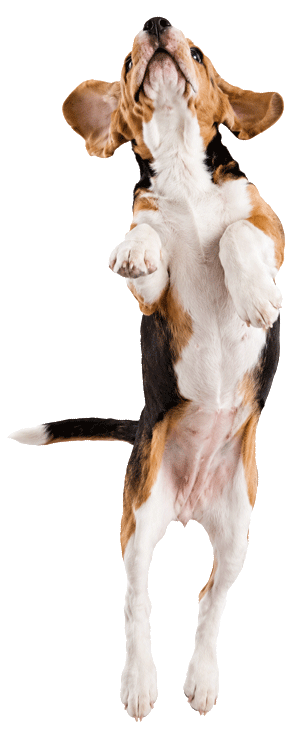 pup1-jump-300px-new pup1-jump-300px-new