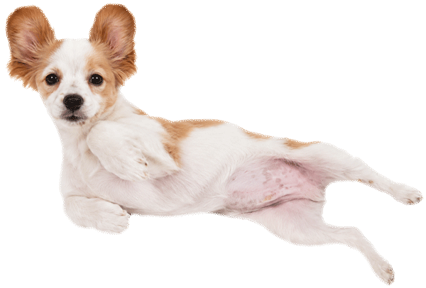 pup4-jump-600-png-new pup4-jump-600-png-new
