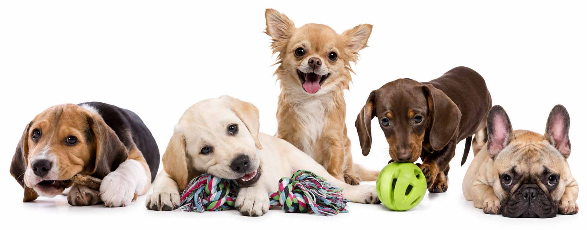 puppies-gp2-1920-new puppies-gp2-1920-new