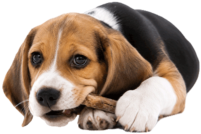 Compassionate care for your pet