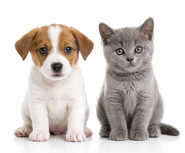 puppy-kitten-600px-new4 puppy-kitten-600px-new4