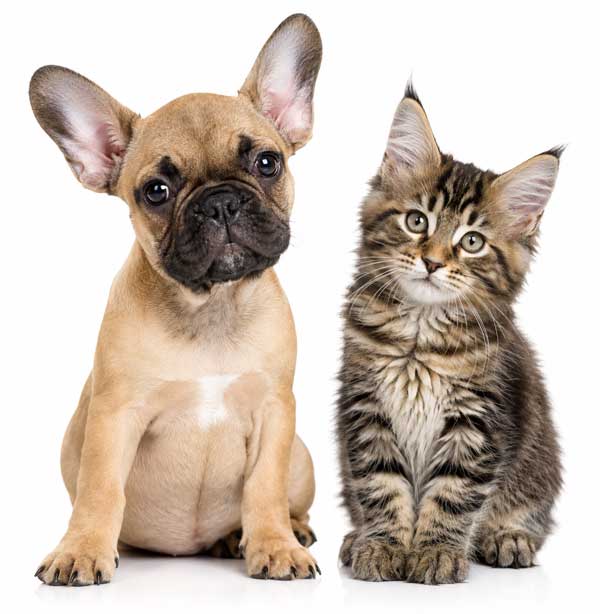 puppy-kitten-new2-600px puppy-kitten-new2-600px