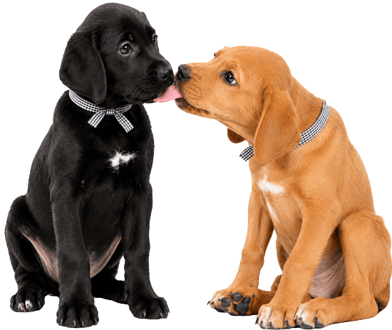 pups-licking-550new pups-licking-550new