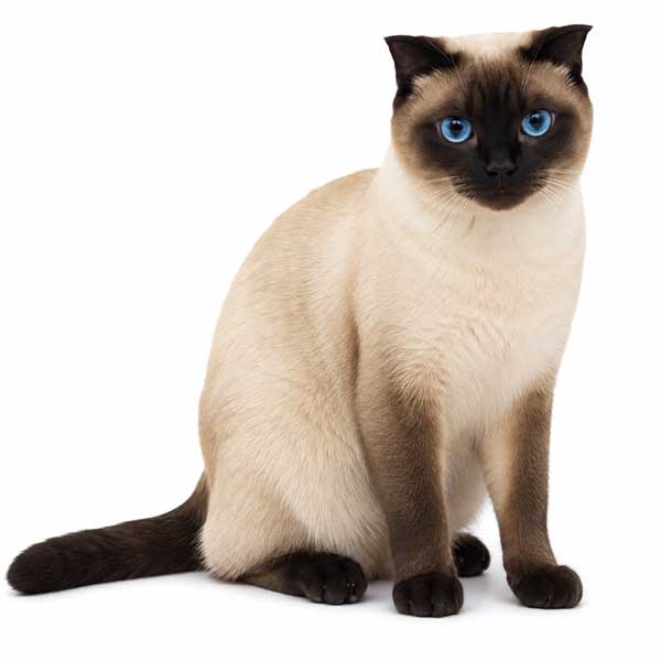 simese-cat-white-bg600new