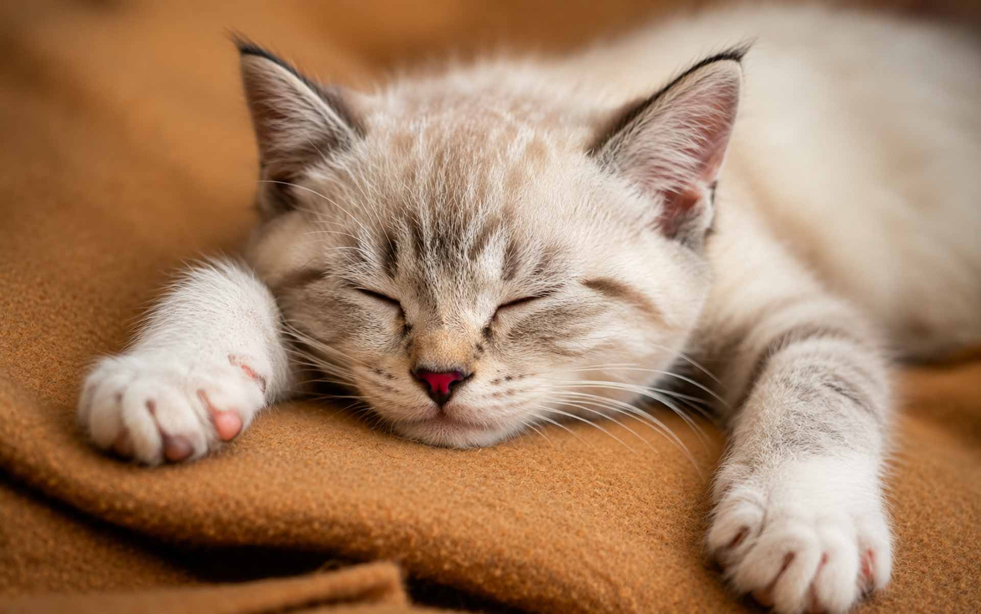 sleepy-kitten1920new sleepy-kitten1920new