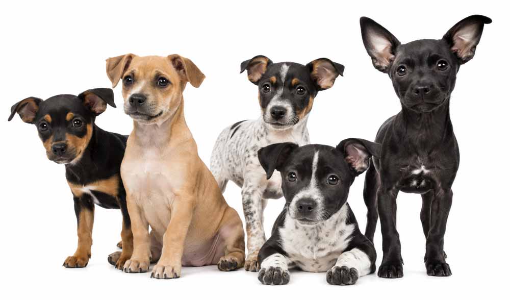 small-dog-puppies-group-1000-new small-dog-puppies-group-1000-new