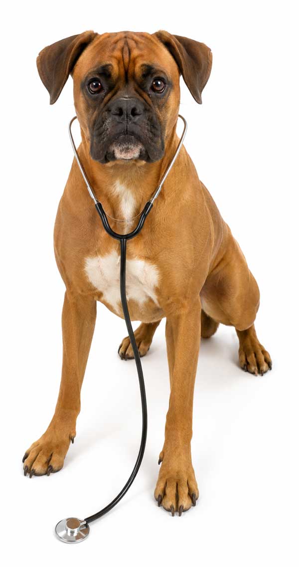 vet-boxer600white-new vet-boxer600white-new