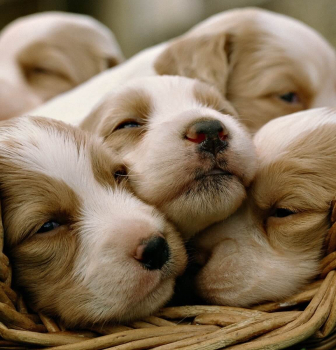 Basic Health Check – Dogs & Puppies