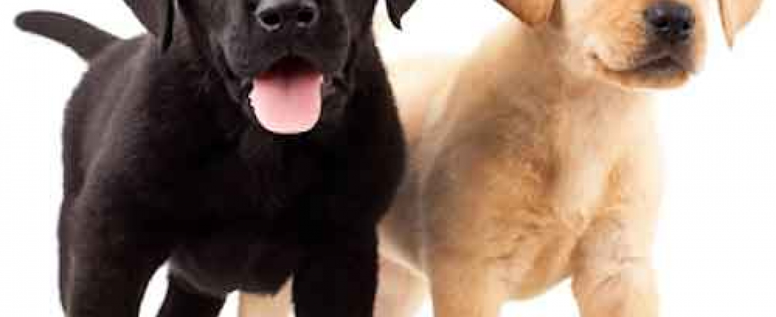 black-gold-lab-pups500whitel