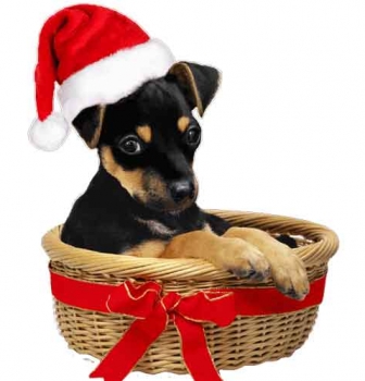 Merry Christmas and Happy New Year