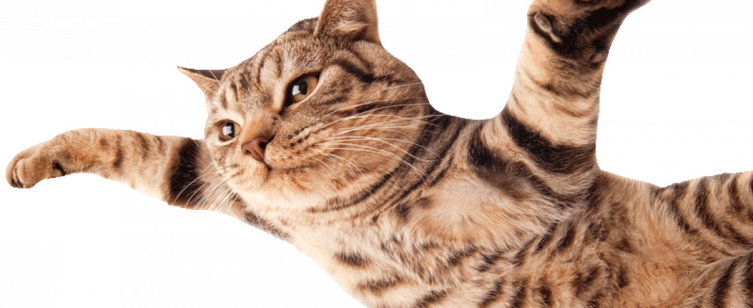 cat-flying800png