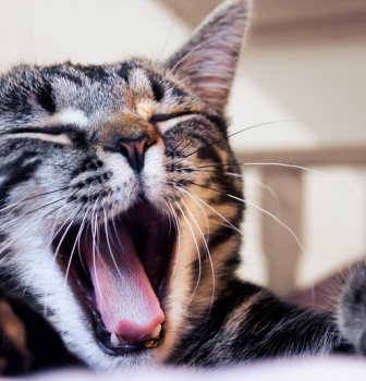 Brushing Your Cat’s Teeth