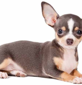 Ear Care for your Pet – Dogs