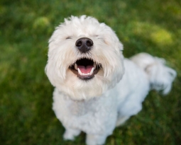 Baldivis Vet Hospital Dental Awareness