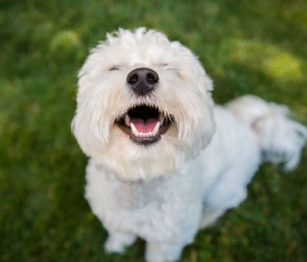 Baldivis Vet Hospital Dental Awareness