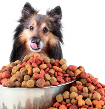 How Much Should I feed My Dog?