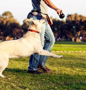 How often should I walk my dog?