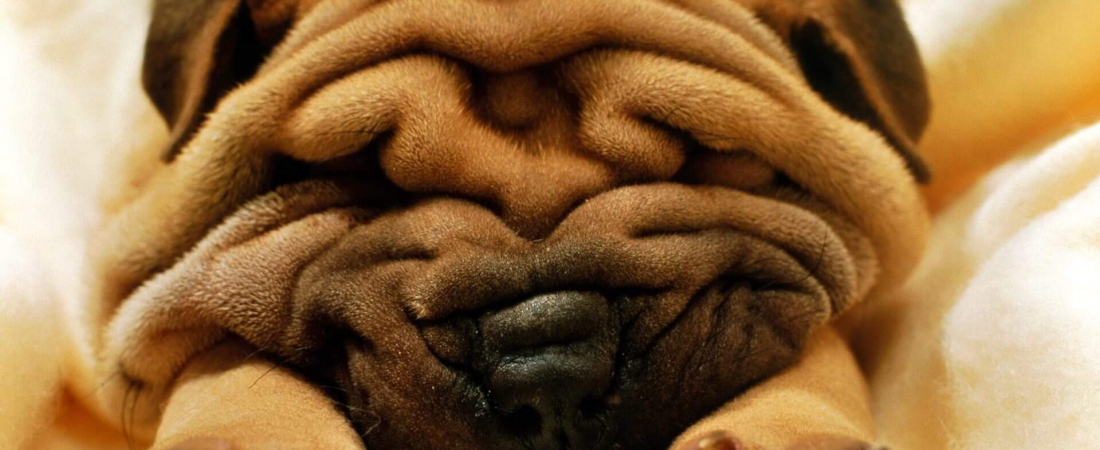 download-cute-cats-and-dogs-hd-7589-full-size-best-hd-pictures