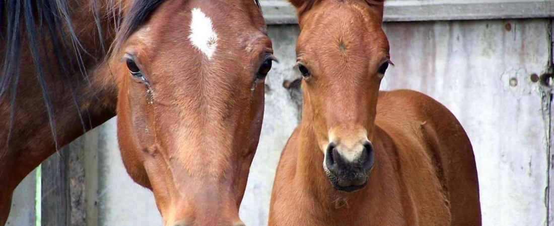 mare-foal-portrait1920