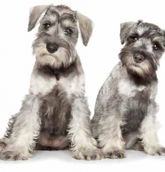 Desexing Dogs & Puppies – Costs & Benefits of Desexing 