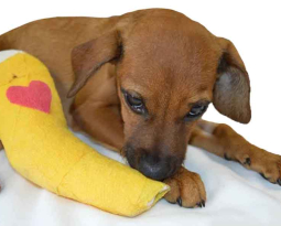 Advanced Surgery Centre for Pets
