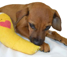 Advanced Surgery Centre for Pets
