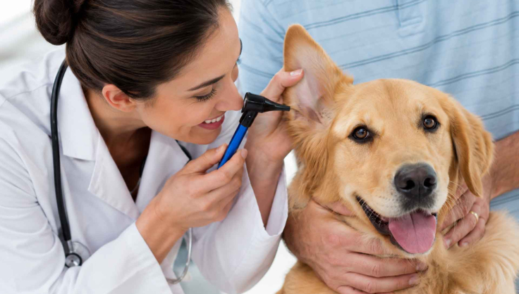 Veterinarian examining a dog's ear during a routine veterinary checkup