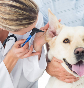 Ear Care for your Pet – Dogs